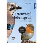 Gartenvögel lebensgroß, Strauß, Daniela, Franckh-Kosmos Verlags GmbH & Co. KG, EAN/ISBN-13: 9783440159484