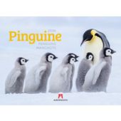 Pinguine Kalender 2026, Ackermann Kunstverlag GmbH, Ackermann Kunstverlag GmbH, EAN/ISBN-13: 9783838426891