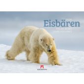 Eisbären Kalender 2026, Ackermann Kunstverlag GmbH, Ackermann Kunstverlag GmbH, EAN/ISBN-13: 9783838426983